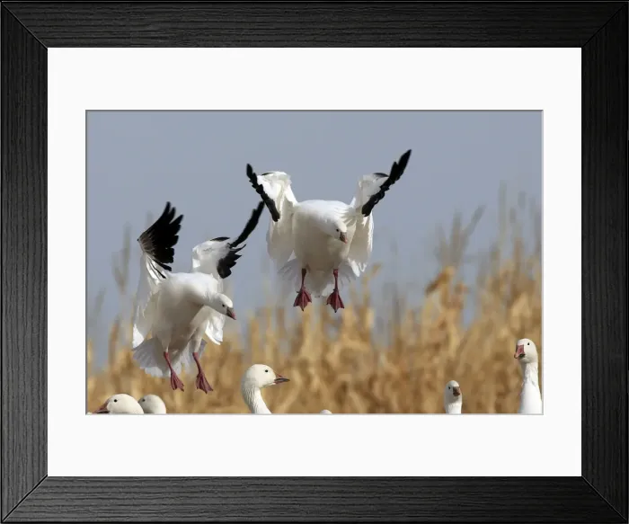 Framed Print : Picture No. 10888608 Framed Print : Picture No. 10888608