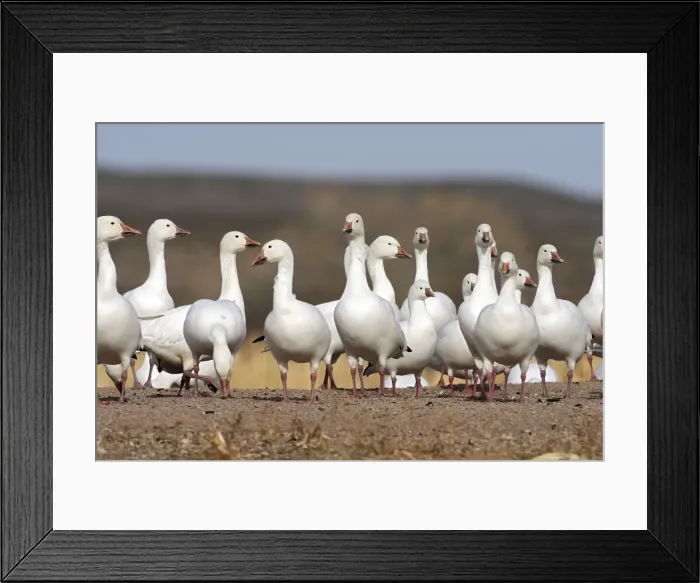 Framed Print : Picture No. 10888605