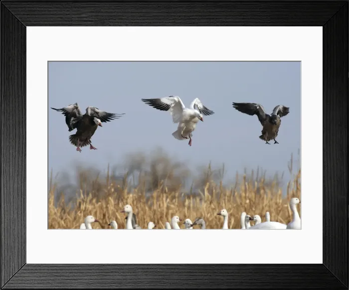 Framed Print : Picture No. 10888609 Framed Print : Picture No. 10888609