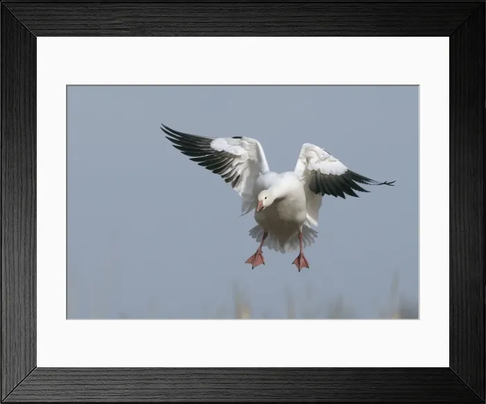 Framed Print : Picture No. 10888610 Framed Print : Picture No. 10888610
