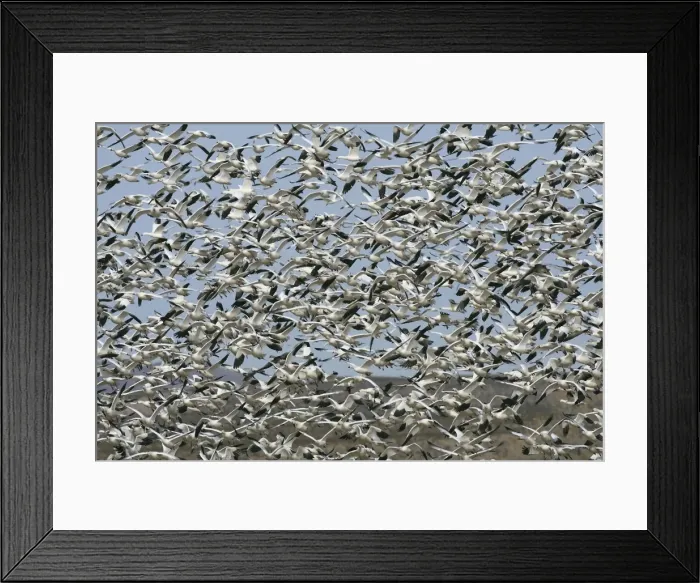 Framed Print : Picture No. 10888603 Framed Print : Picture No. 10888603