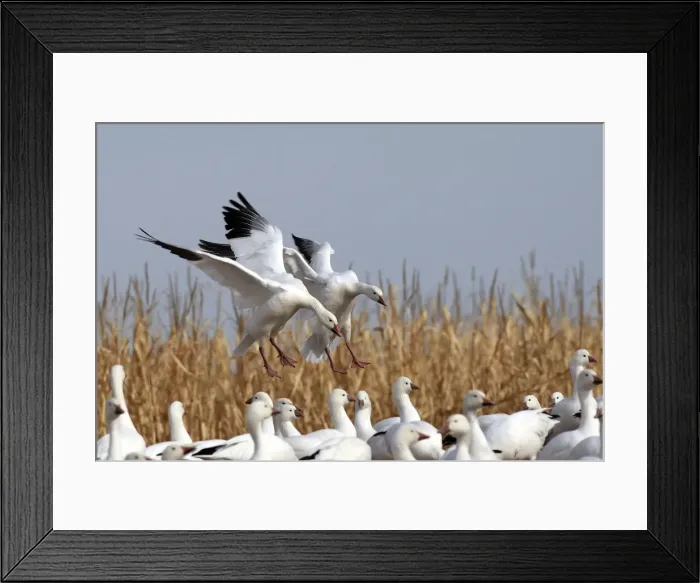 Framed Print : Picture No. 10888611 Framed Print : Picture No. 10888611