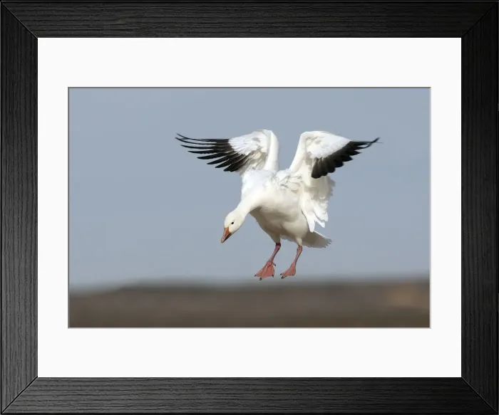Framed Print : Picture No. 10888606 Framed Print : Picture No. 10888606