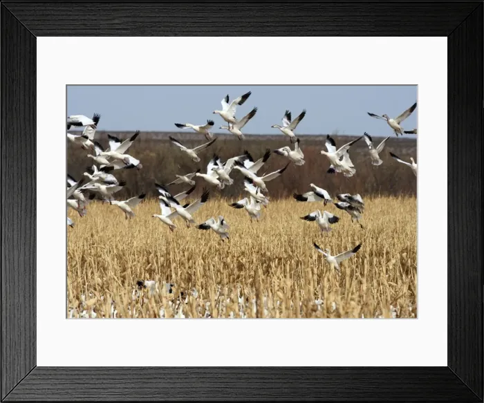 Framed Print : Picture No. 10888612 Framed Print : Picture No. 10888612