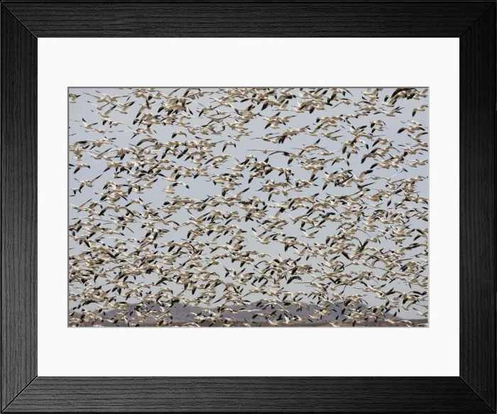 Framed Print : Picture No. 10888615 Framed Print : Picture No. 10888615