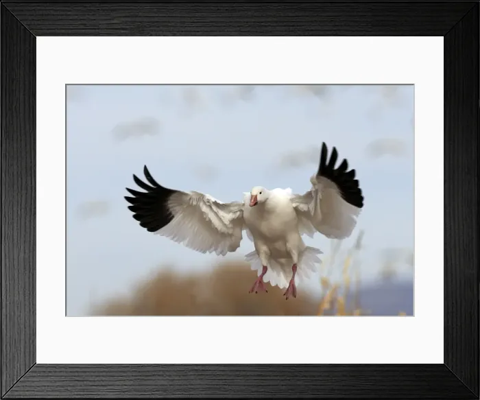 Framed Print : Picture No. 10888616 Framed Print : Picture No. 10888616