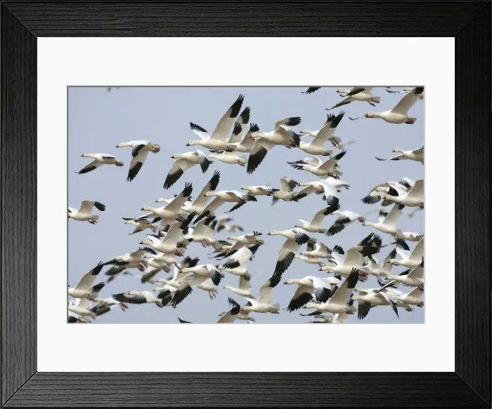Framed Print : Picture No. 10888617 Framed Print : Picture No. 10888617