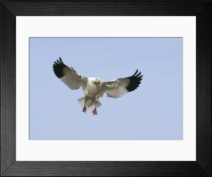 Framed Print : Picture No. 10888613 Framed Print : Picture No. 10888613