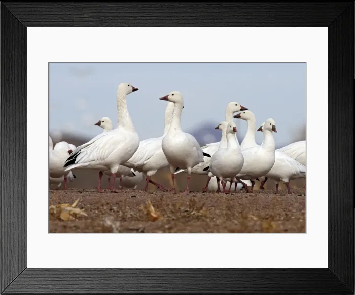 Framed Print : Picture No. 10888614 Framed Print : Picture No. 10888614
