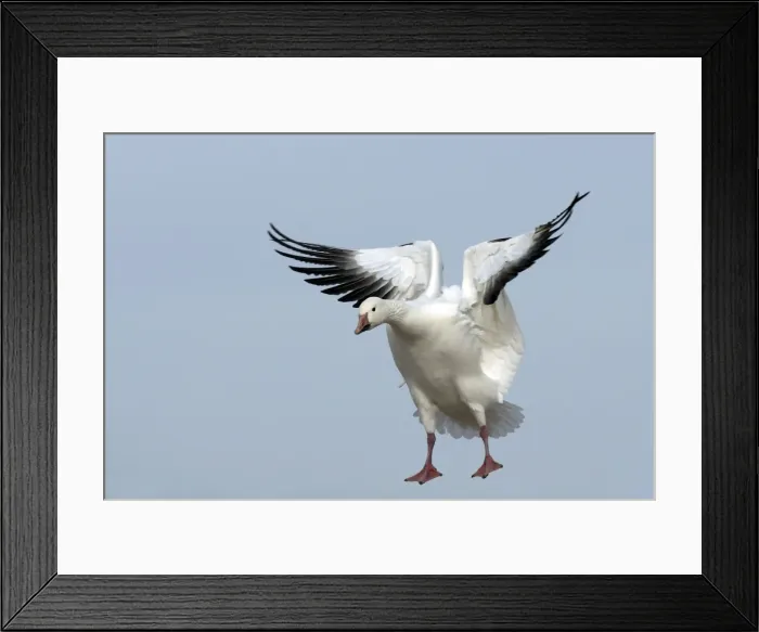Framed Print : Picture No. 10888618 Framed Print : Picture No. 10888618