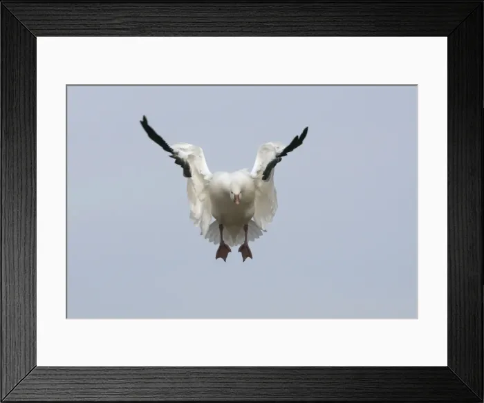 Framed Print : Picture No. 10888619