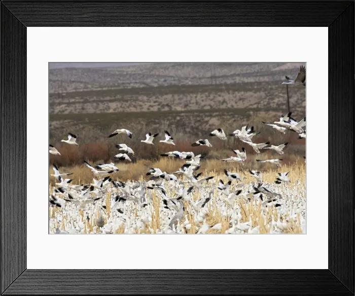 Framed Print : Picture No. 10888624 Framed Print : Picture No. 10888624