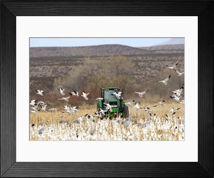 Framed Print : Picture No. 10888623