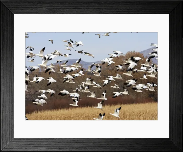 Framed Print : Picture No. 10888622