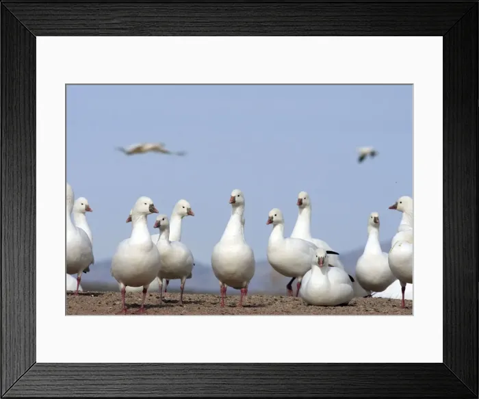 Framed Print : Picture No. 10888625 Framed Print : Picture No. 10888625
