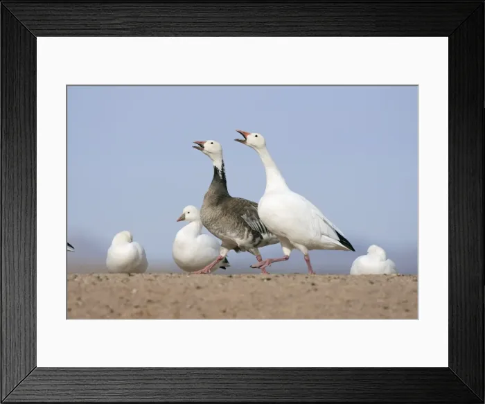 Framed Print : Picture No. 10888626 Framed Print : Picture No. 10888626