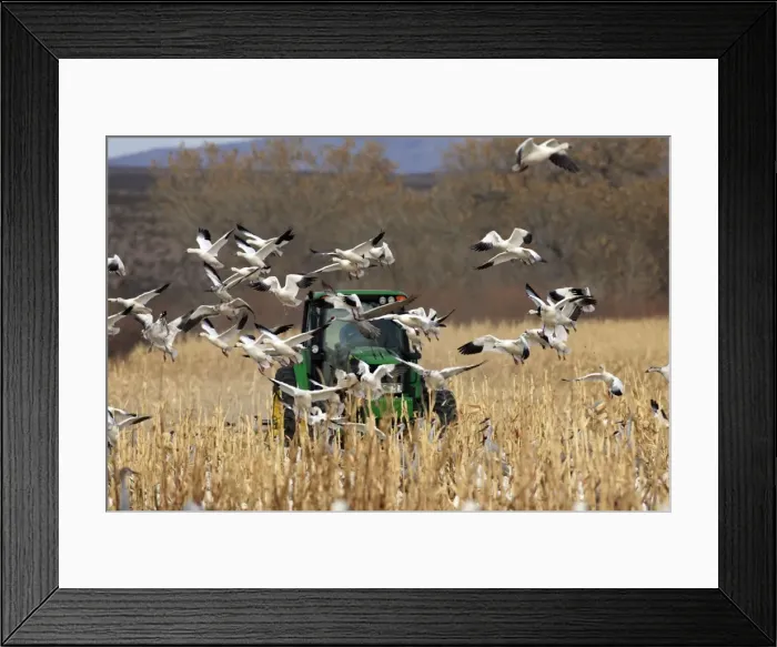 Framed Print : Picture No. 10888621