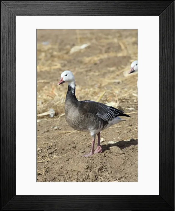 Framed Print : Picture No. 10888627 Framed Print : Picture No. 10888627