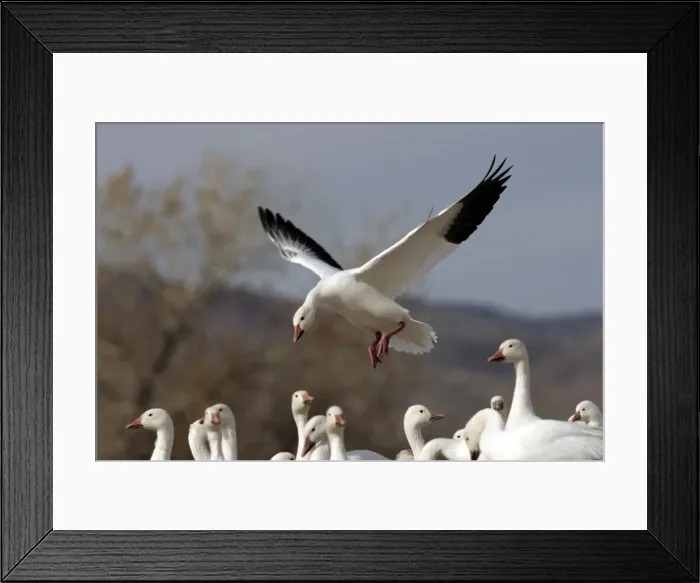 Framed Print : Picture No. 10888629 Framed Print : Picture No. 10888629