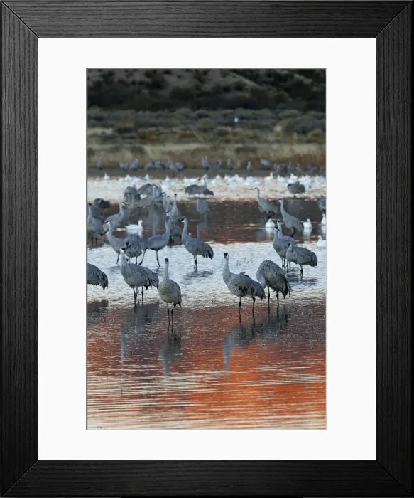 Framed Print : Picture No. 10888632 Framed Print : Picture No. 10888632