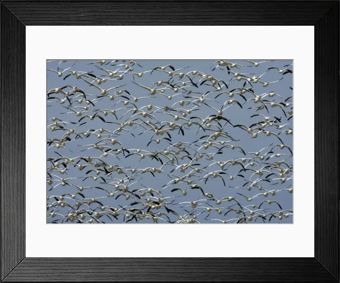 Framed Print : Picture No. 10888628 Framed Print : Picture No. 10888628