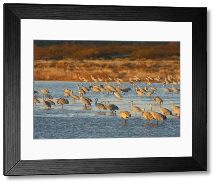 Framed Print : Picture No. 10888636 Framed Print : Picture No. 10888636