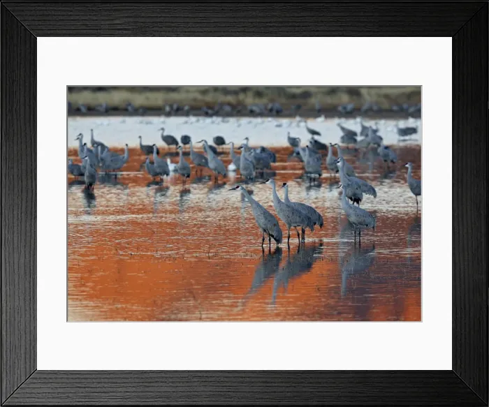 Framed Print : Picture No. 10888633 Framed Print : Picture No. 10888633