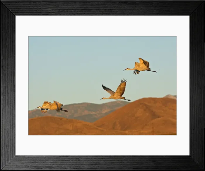 Framed Print : Picture No. 10888637