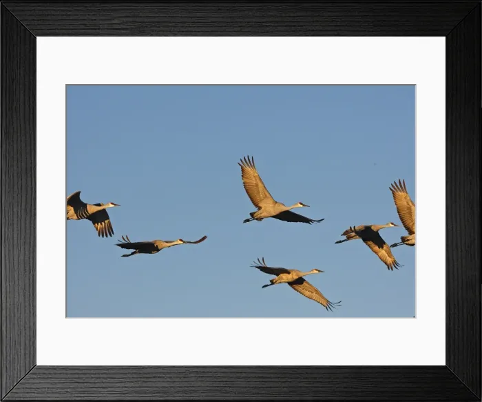 Framed Print : Picture No. 10888640 Framed Print : Picture No. 10888640