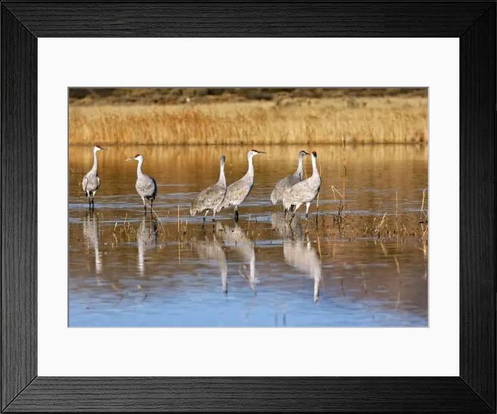 Framed Print : Picture No. 10888641 Framed Print : Picture No. 10888641