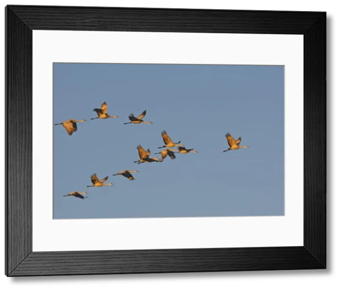 Framed Print : Picture No. 10888638 Framed Print : Picture No. 10888638