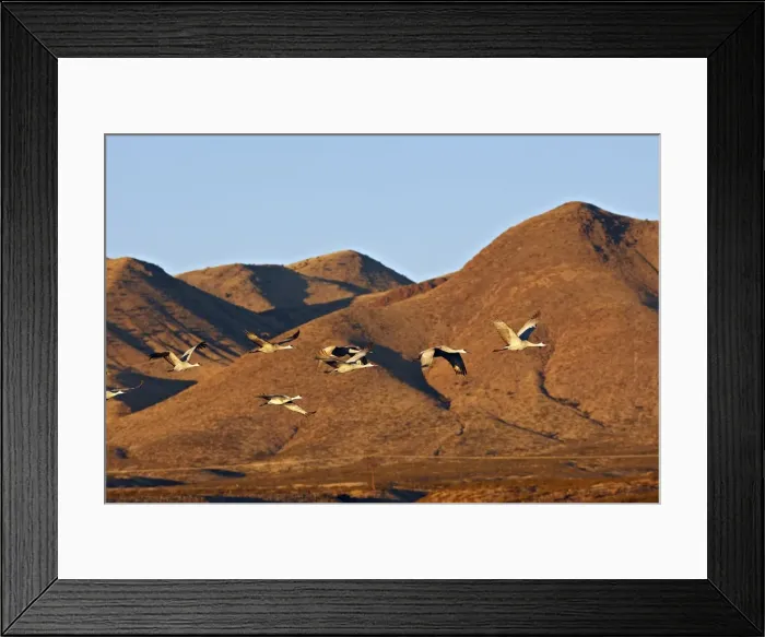 Framed Print : Picture No. 10888639 Framed Print : Picture No. 10888639