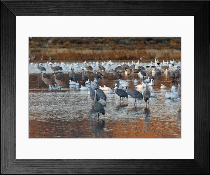 Framed Print : Picture No. 10888634 Framed Print : Picture No. 10888634