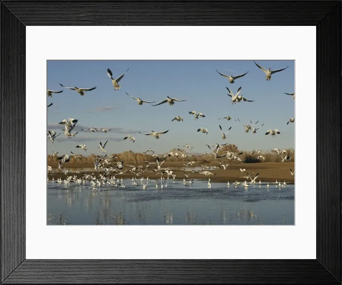 Framed Print : Picture No. 10888694