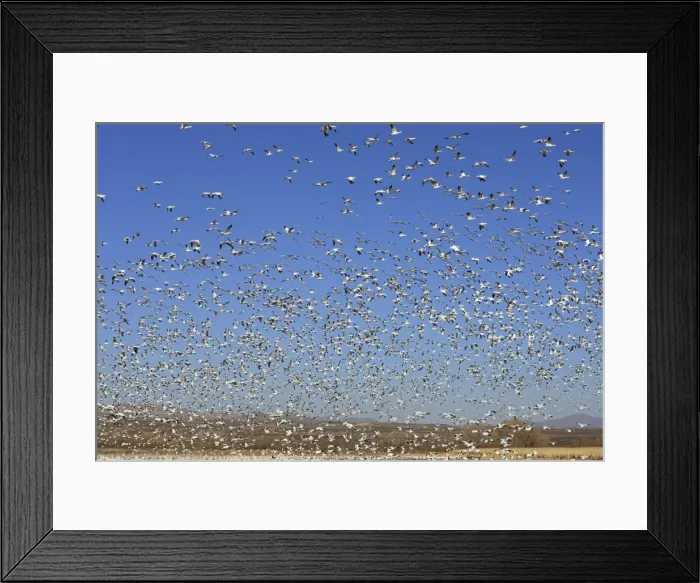 Framed Print : Picture No. 10888686 Framed Print : Picture No. 10888686