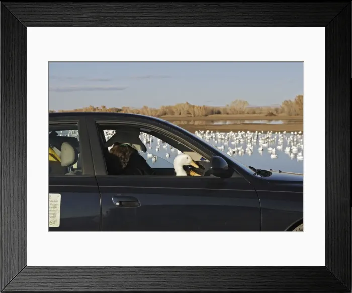 Framed Print : Picture No. 10888693 Framed Print : Picture No. 10888693