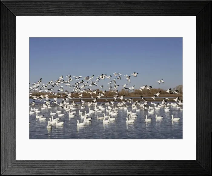 Framed Print : Picture No. 10888692 Framed Print : Picture No. 10888692