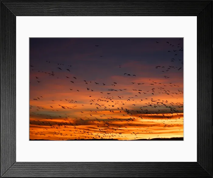 Framed Print : Picture No. 10888695