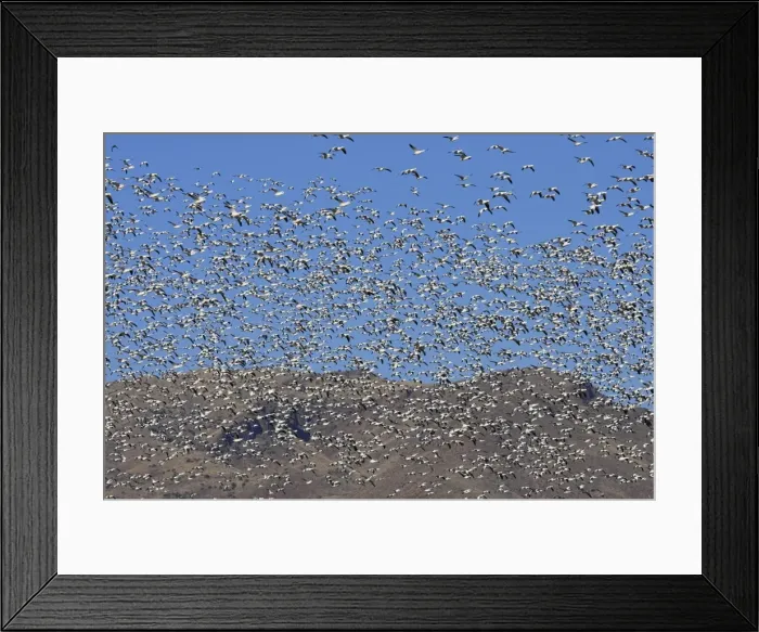 Framed Print : Picture No. 10888685 Framed Print : Picture No. 10888685