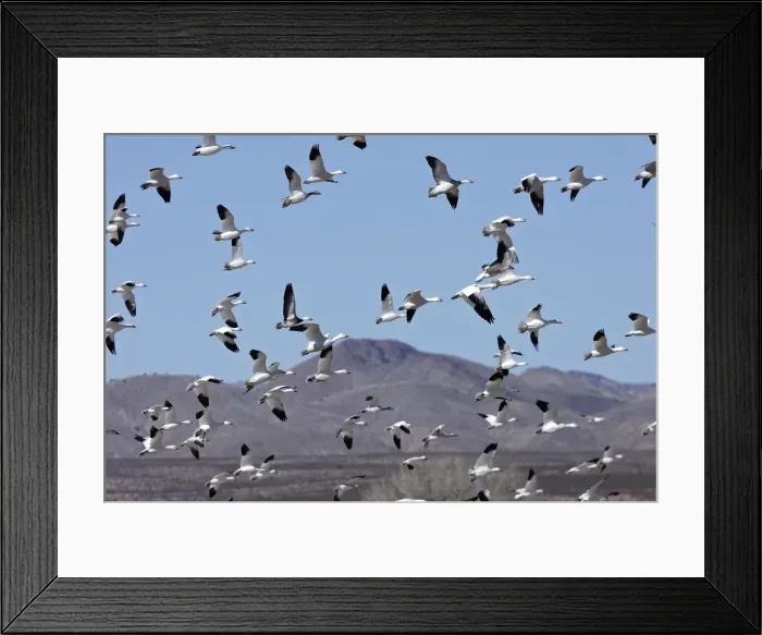 Framed Print : Picture No. 10888700 Framed Print : Picture No. 10888700