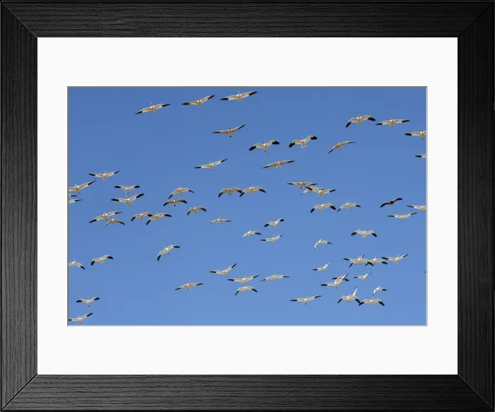 Framed Print : Picture No. 10888702 Framed Print : Picture No. 10888702