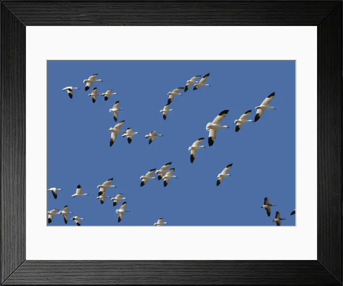 Framed Print : Picture No. 10888704