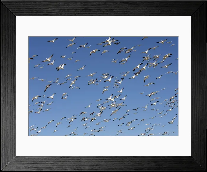 Framed Print : Picture No. 10888703 Framed Print : Picture No. 10888703