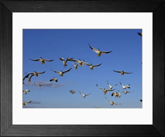 Framed Print : Picture No. 10888705 Framed Print : Picture No. 10888705