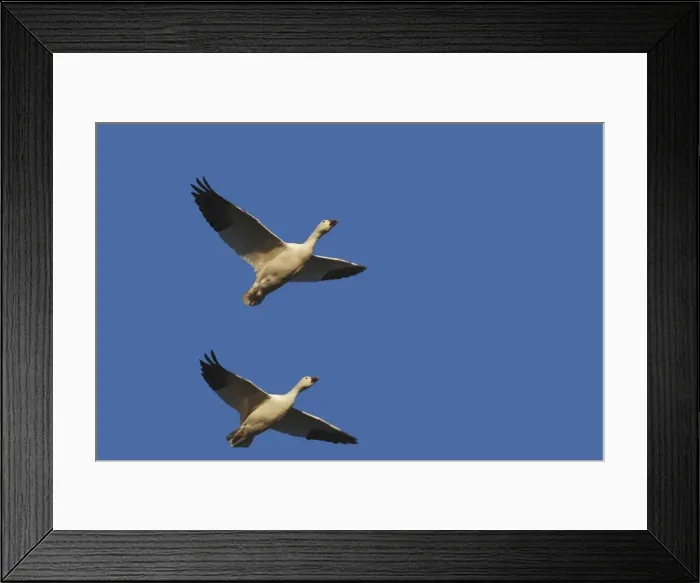 Framed Print : Picture No. 10888707