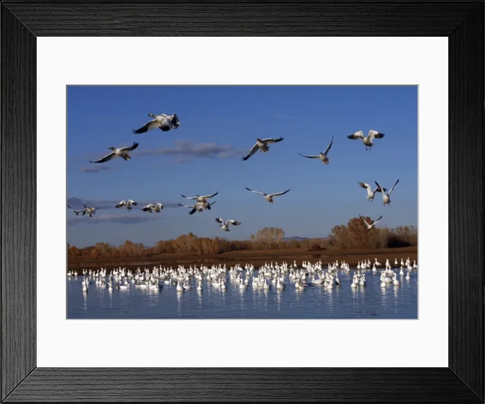 Framed Print : Picture No. 10888706 Framed Print : Picture No. 10888706