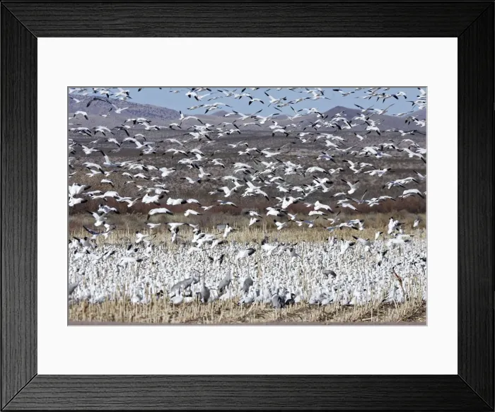 Framed Print : Picture No. 10888701 Framed Print : Picture No. 10888701