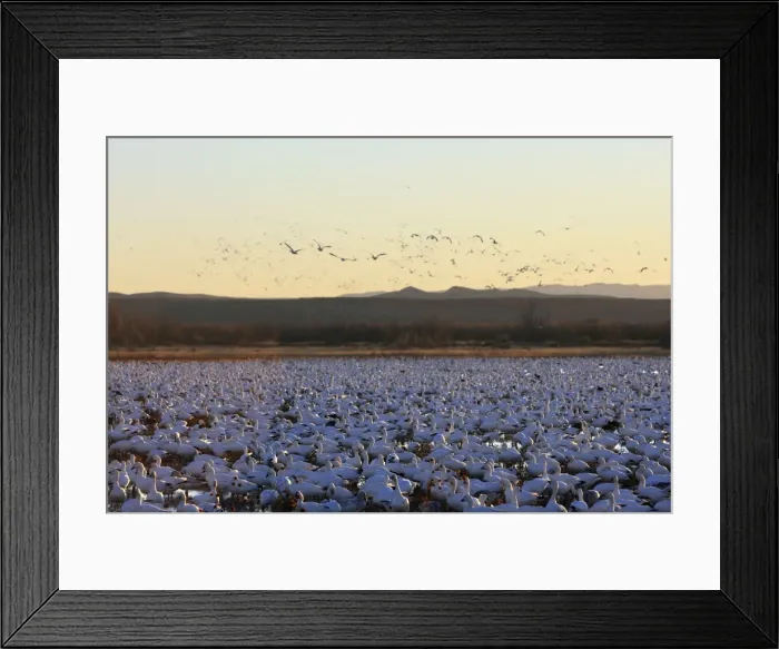 Framed Print : Picture No. 10888712 Framed Print : Picture No. 10888712