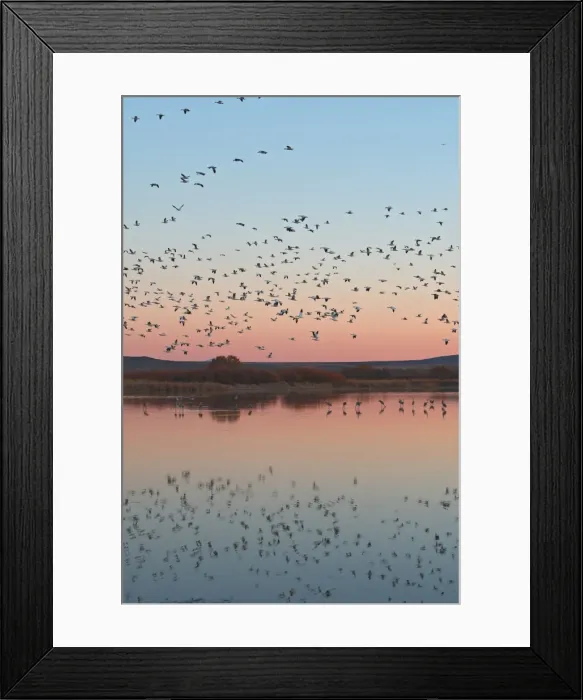 Framed Print : Picture No. 10888709 Framed Print : Picture No. 10888709