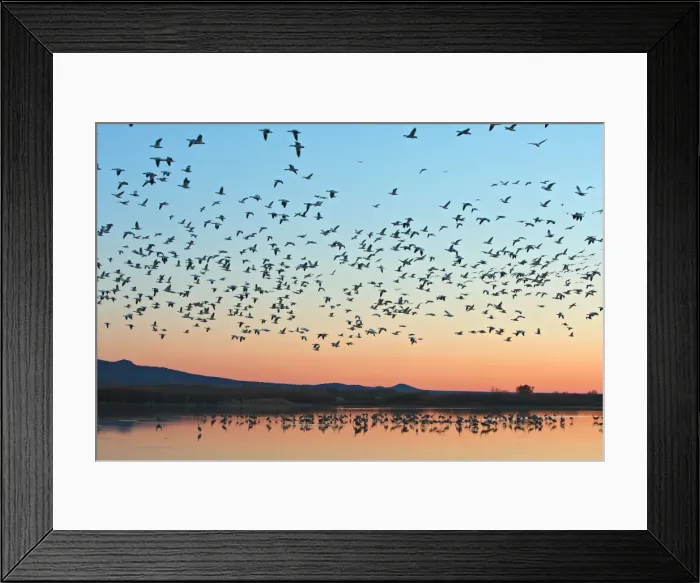 Framed Print : Picture No. 10888708 Framed Print : Picture No. 10888708
